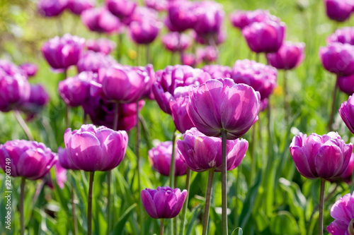 purple tulips