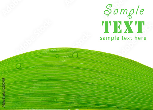 Valokuva Fresh green leaf with water drops isolated on a white background