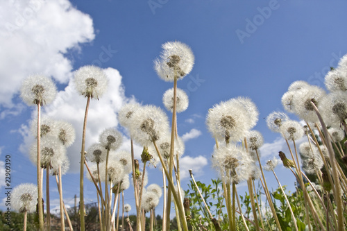 Dandelions on lawn