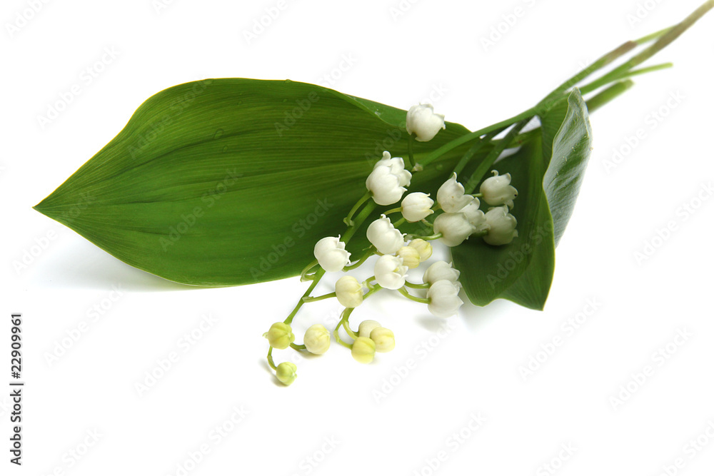Obraz premium Muguet