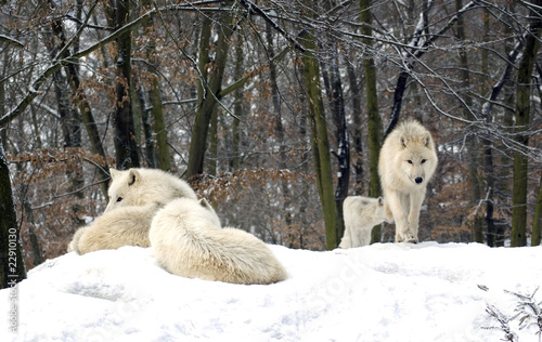 Polar  wolf  (canis lupus tundrorum)