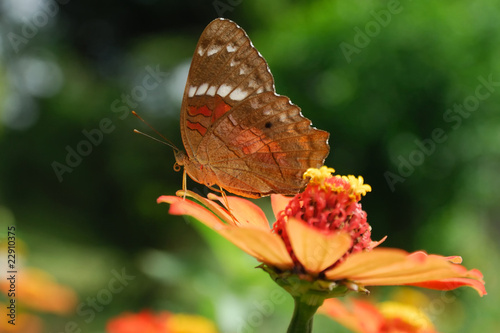 Anartia amathea photo