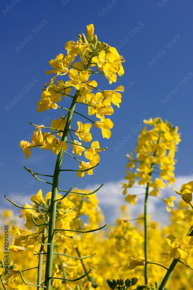 Rapsblüten in Rapsfeld, Canola flowers Rapsblüten in Rapsfeld, Canola flowers