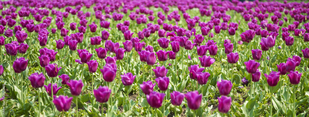 Field of tulip on sunny day Field of tulip on sunny day