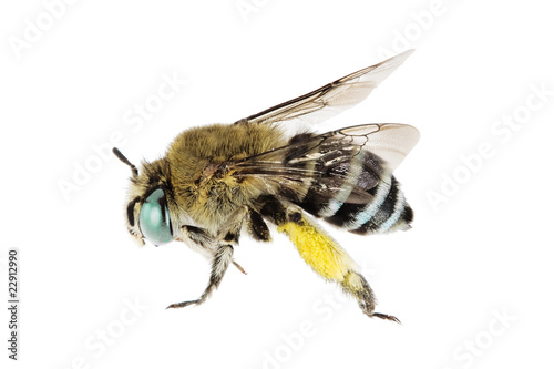 Blue-banded Bee, Amegilla cingulata