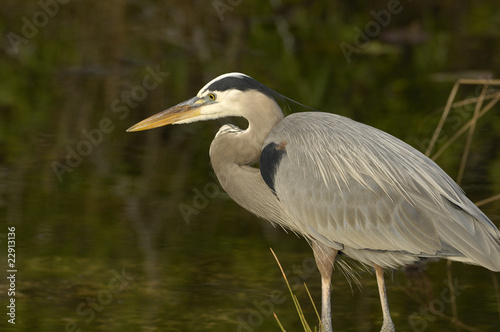 Great Blue Heron in the Water