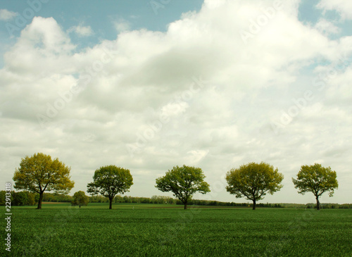 five trees field and sky