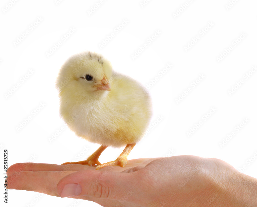chicken on women hand chicken on women hand