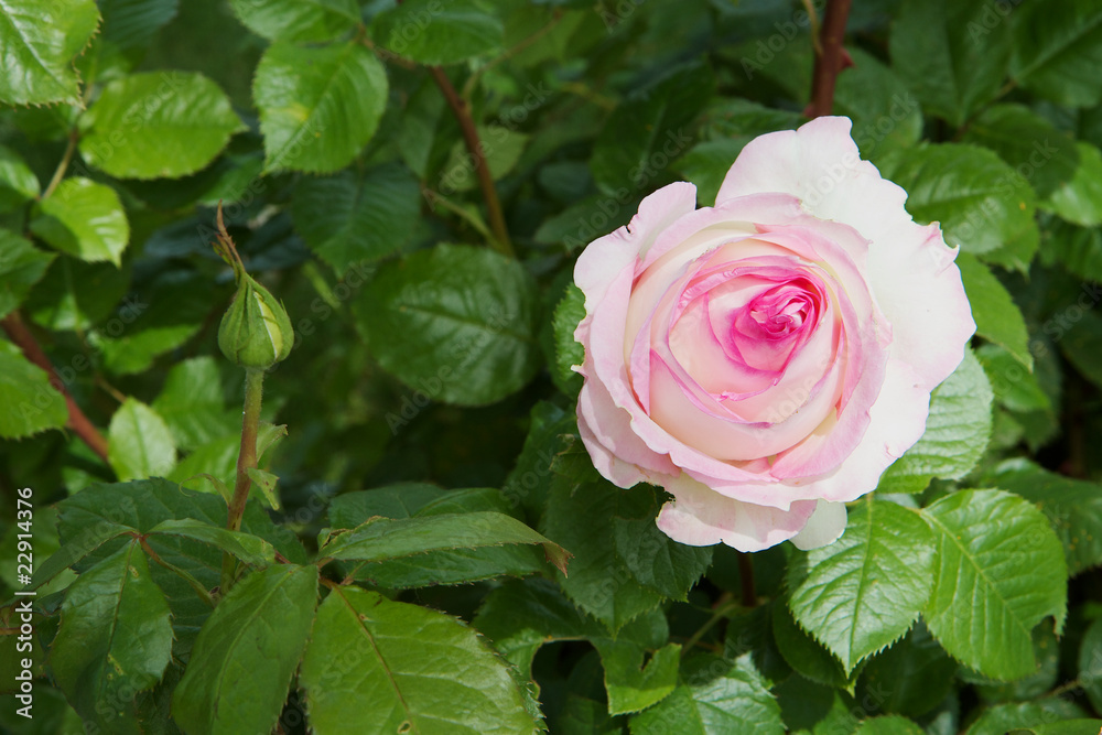 Fototapeta premium White Pink Rose