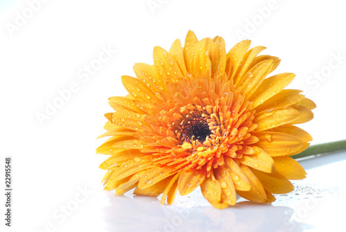 Fototapeta Naklejka Na Ścianę i Meble -  Macro of yellow daisy-gerbera head isolated on white