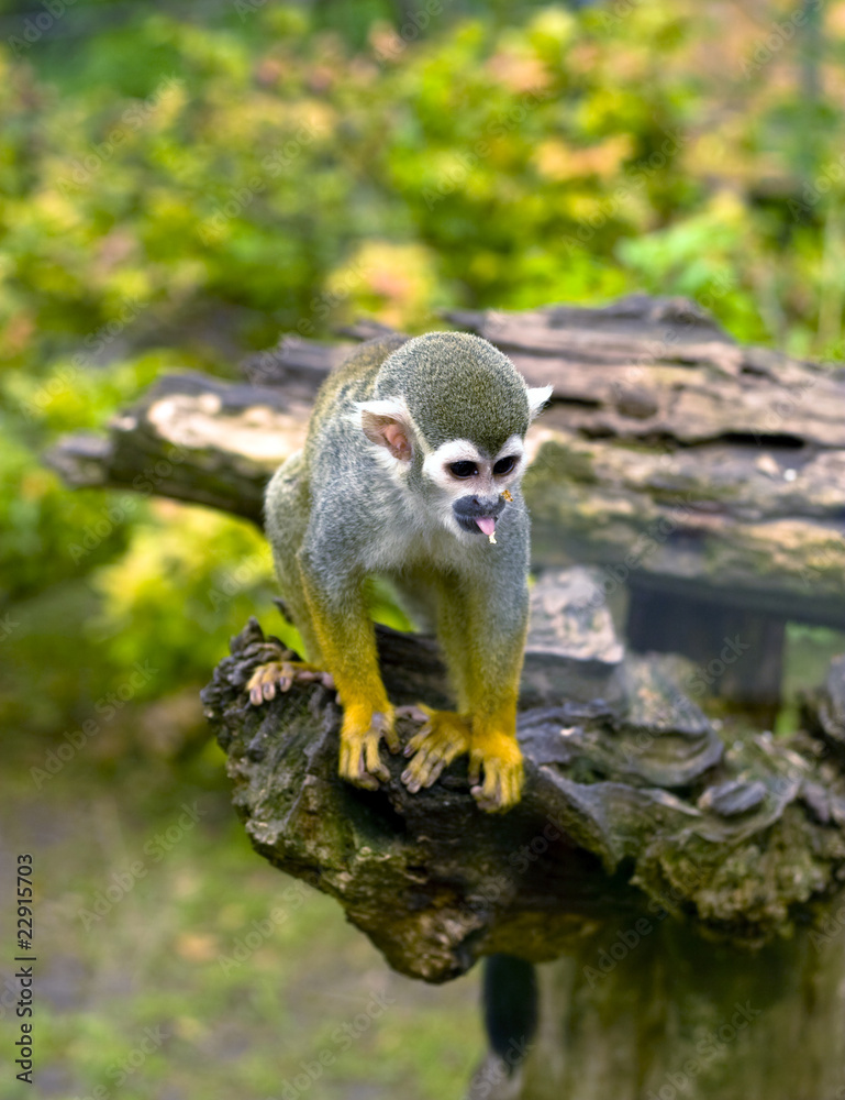 Fototapeta premium Common squirrel monkey