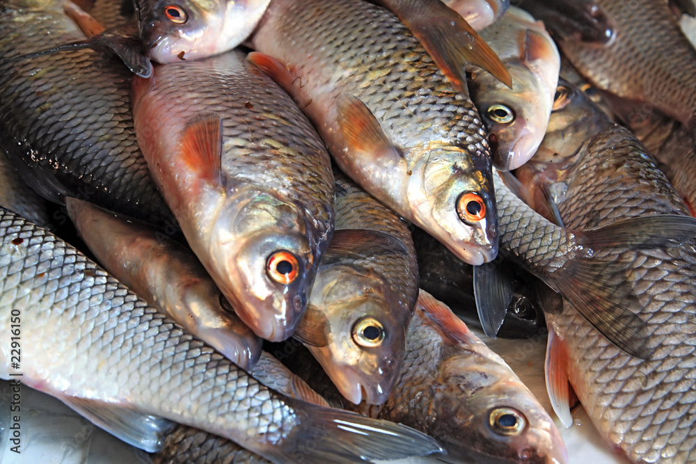 fish fish