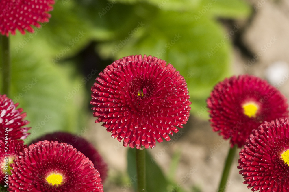 flower flower