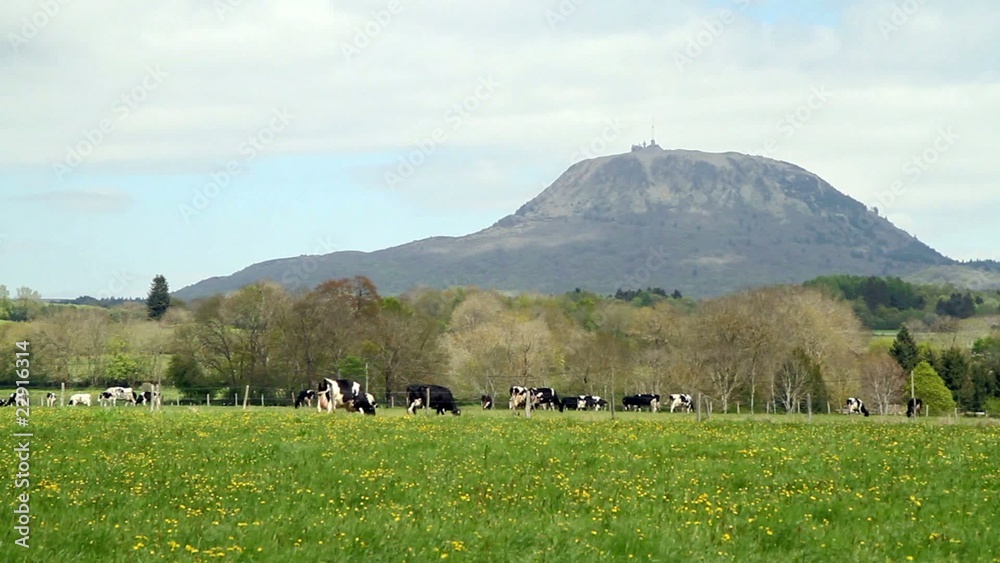 Vaches au pied du Puy-de-Dôme