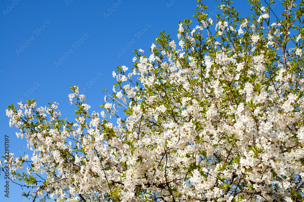 branches with white flowers of cherry with blue sky background branches with white flowers of cherry with blue sky background