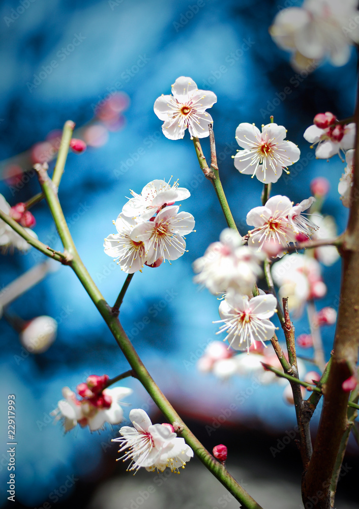 Fototapeta premium fiori di pesco