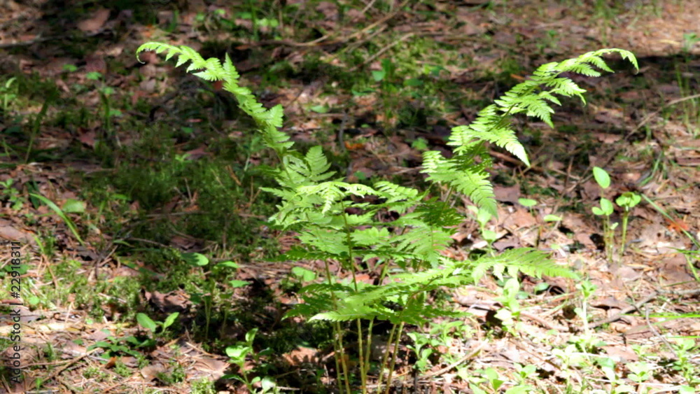 Forest fern in the sunrays. Sound: t wind and birds singing Forest fern in the sunrays. Sound: t wind and birds singing