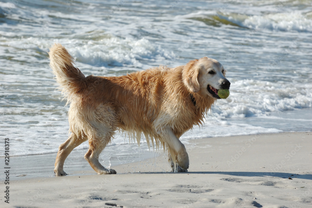 Golden retriever dog at the sea