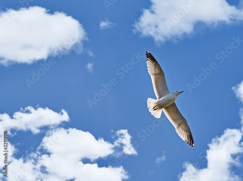 seagull in sky with clouds