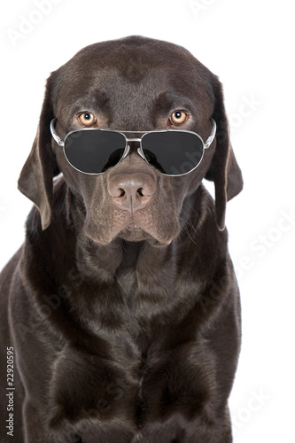 Very Cool Chocolate Labrador in Aviator Sunglasses © JPRFphotos
