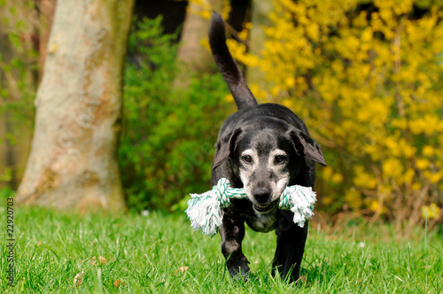 Alter Hund mit Spielzeug