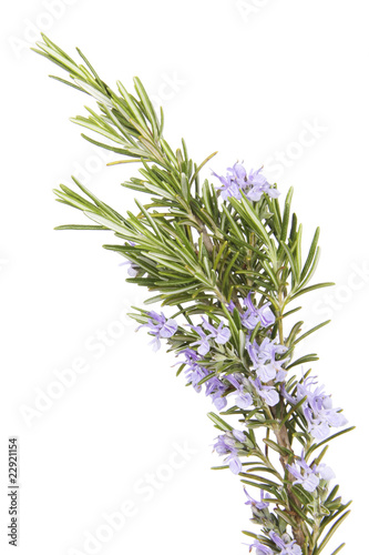 Rosemary herb, Rosmarin