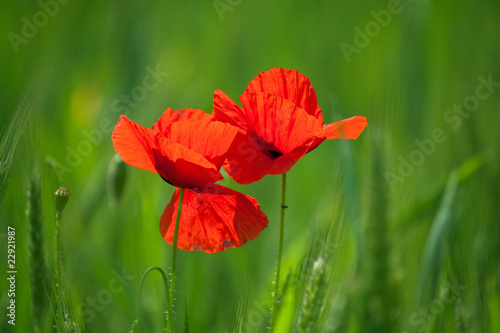 two poppies in wheat