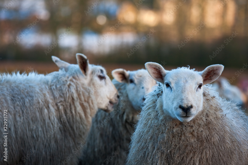 Naklejka premium Sheep gossiping behind another's back