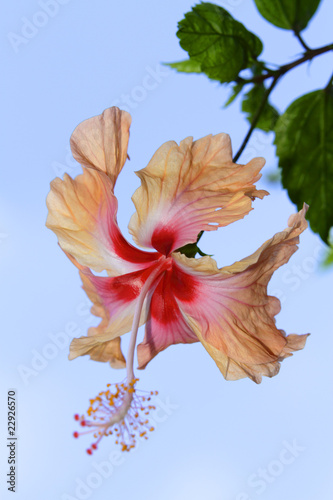 A hibiscus flower against a clear blue sky