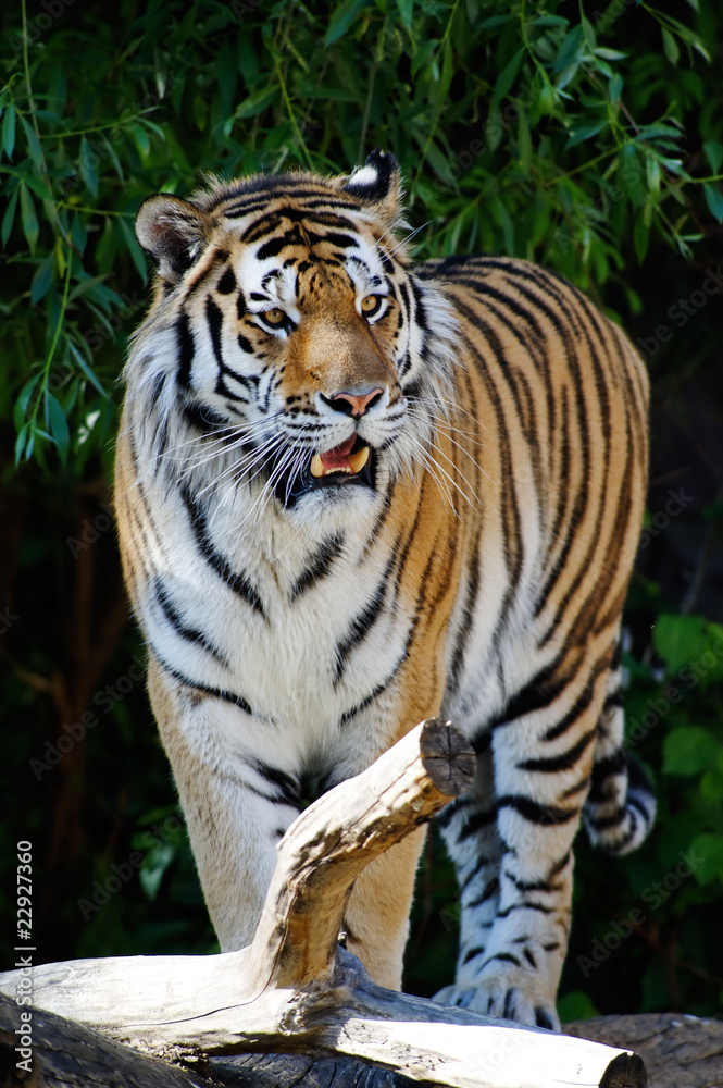 Siberian tiger Siberian tiger