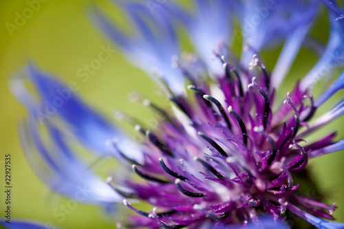 Purple/Blue Mountain Cornflower