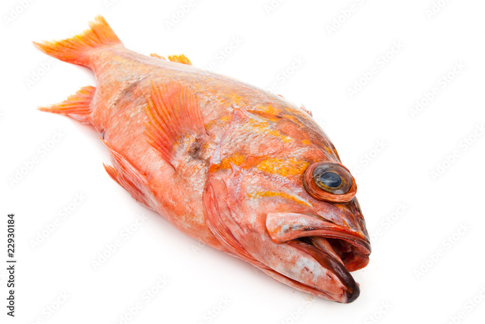 Red Fish Red Fish