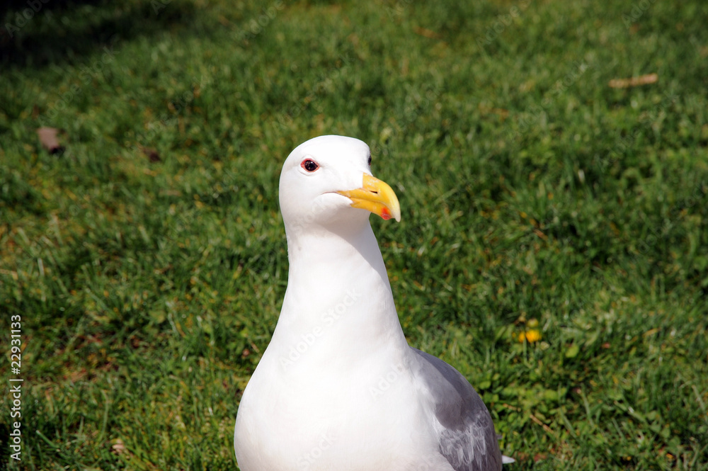 Seagull
