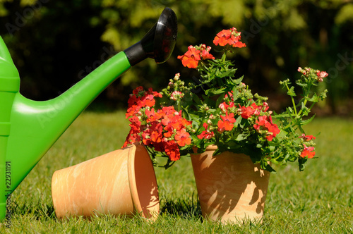 Gießkanne mit Blume und Blumentopf photo