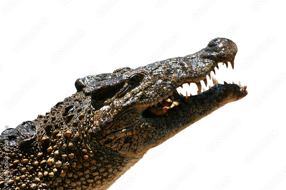 crocodile crocodile