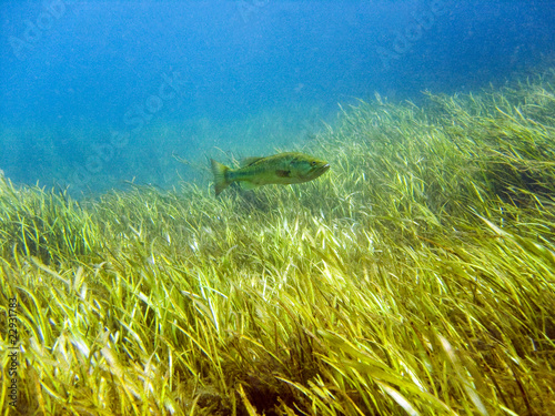 Crystal River Drift Dive