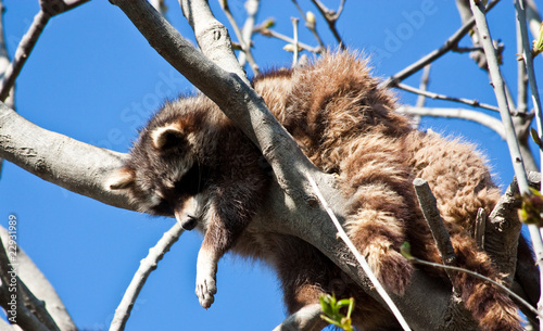 Procyon lotor Linnaeus