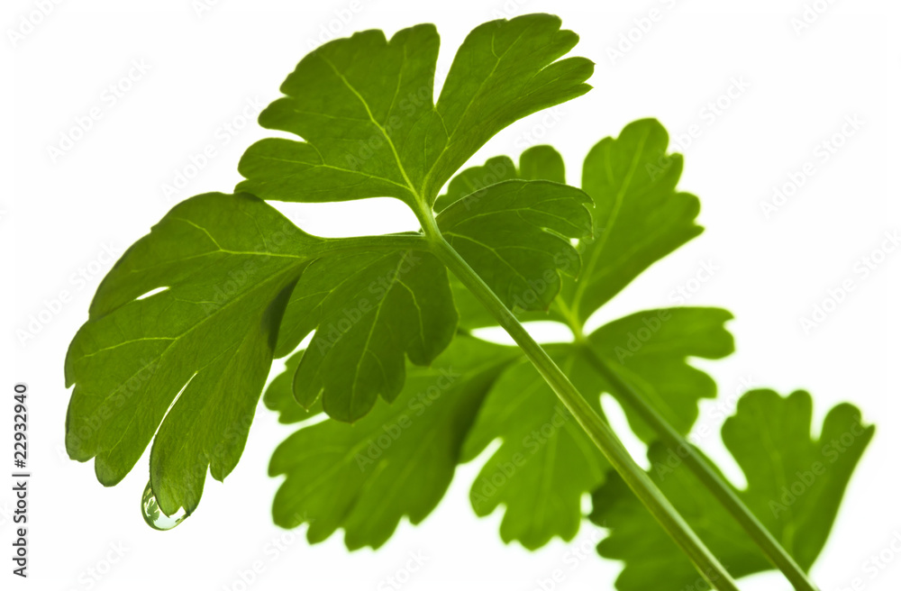 Leafs of parsley with water drops. Soft focus. Leafs of parsley with water drops. Soft focus.