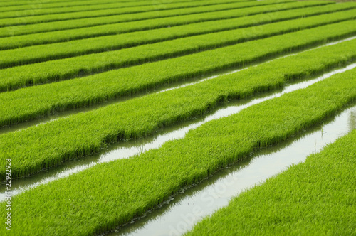 Rice seedlings