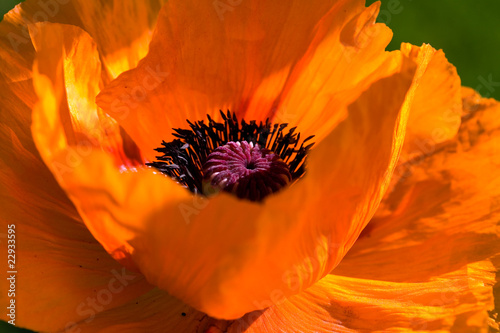 Fototapeta Naklejka Na Ścianę i Meble -  Große Orange - Mohnblume