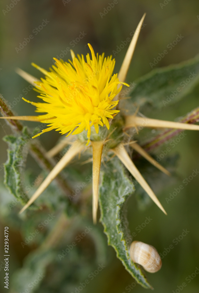 Prickly flower.