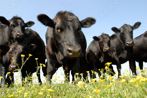 Tableau sur toile Black Angus and Buttercup