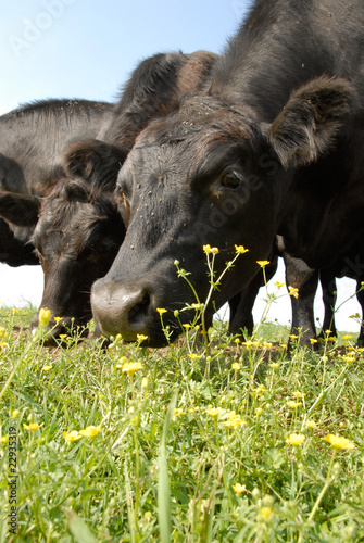 Black Angus and Buttercup