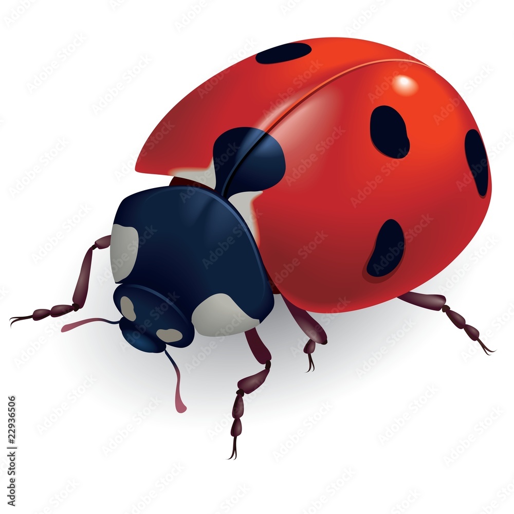 Fototapeta premium Ladybug. (Lat. Coccinellidae) Vector illustration.