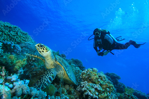 Scuba Diver watches Hawksbill Turtle