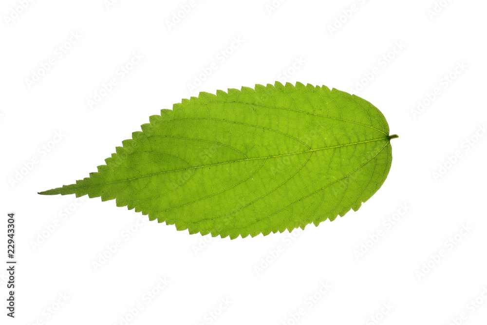 Fototapeta premium Tree leaf and white background