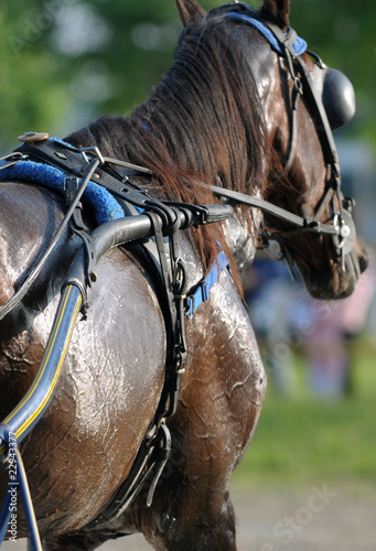Horse: Harness racing