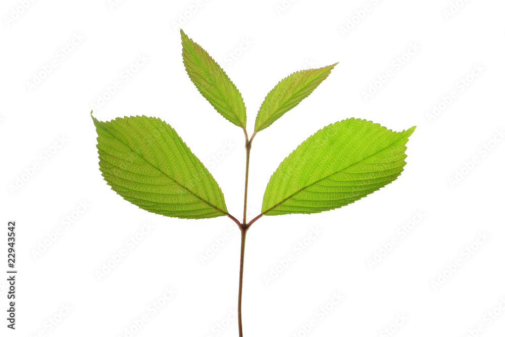 Fototapeta premium tree leaf isolated on the white background.