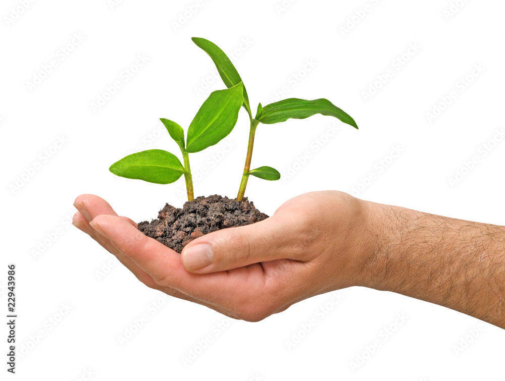 sprout in palm as a symbol of nature protection sprout in palm as a symbol of nature protection