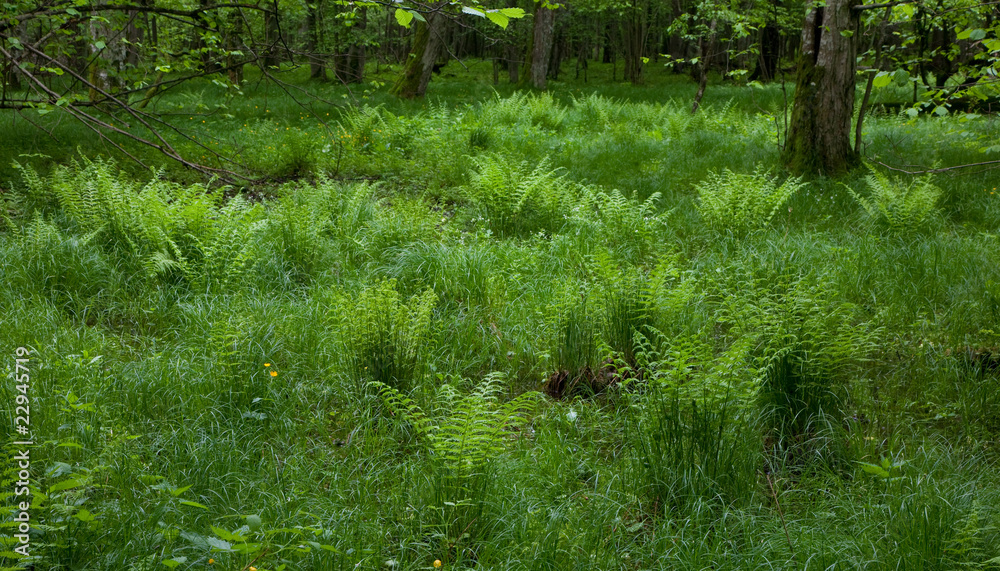 Fresh green grass and ferns